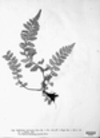 Asplenium marinum image